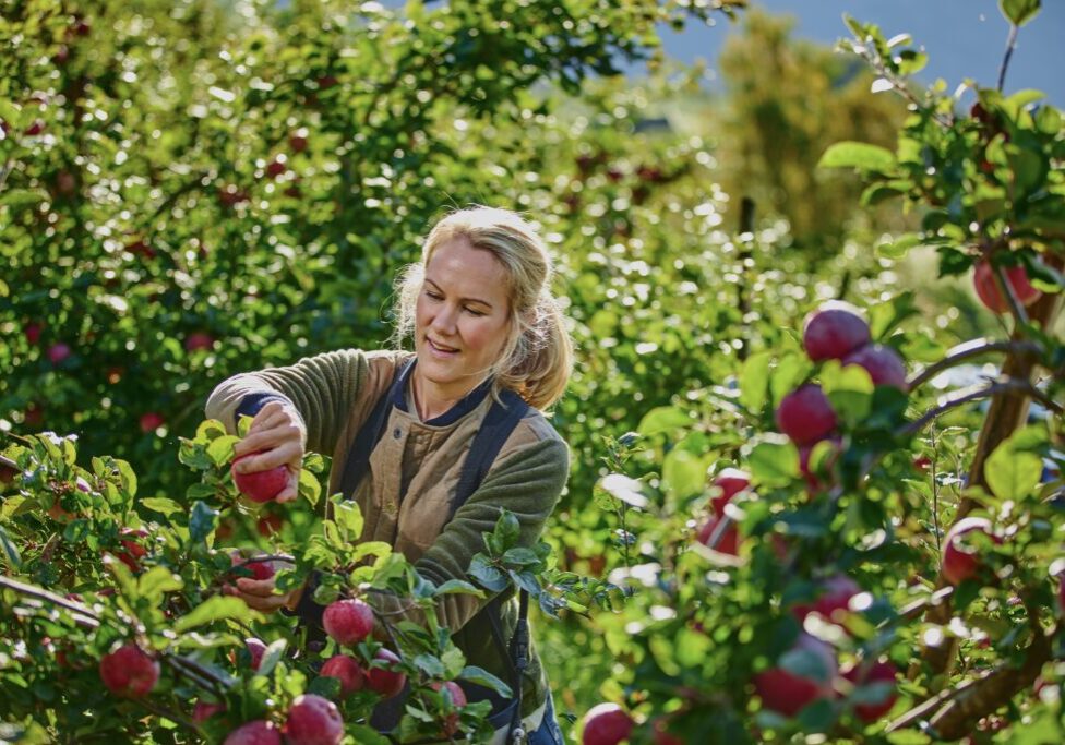 Anna plukker eple 2